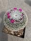 Preview: Mammillaria hahniana